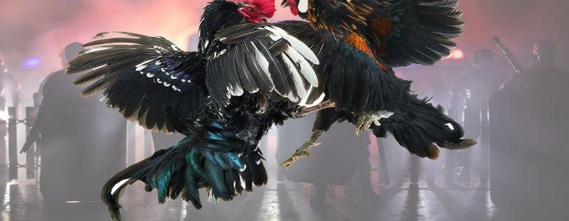 Bổ sung kinh nghiệm vào cẩm nang cá cược để làm giàu hiệu quả